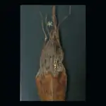 /images/grattulationskort_002_MDLGABHI.jpg